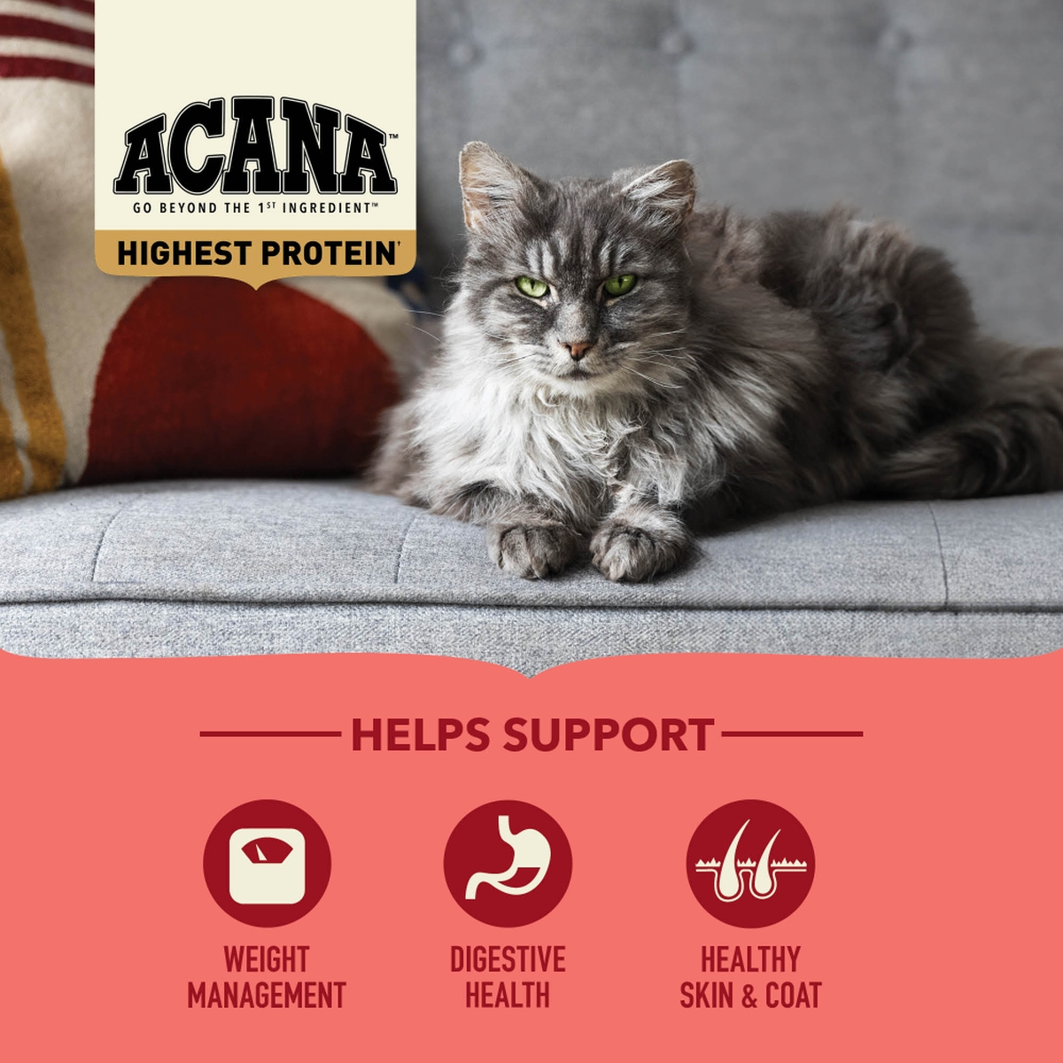 10lb Acana Highest Protein, Indoor Cat Grain Free Dry Cat Food | 894235FXQ