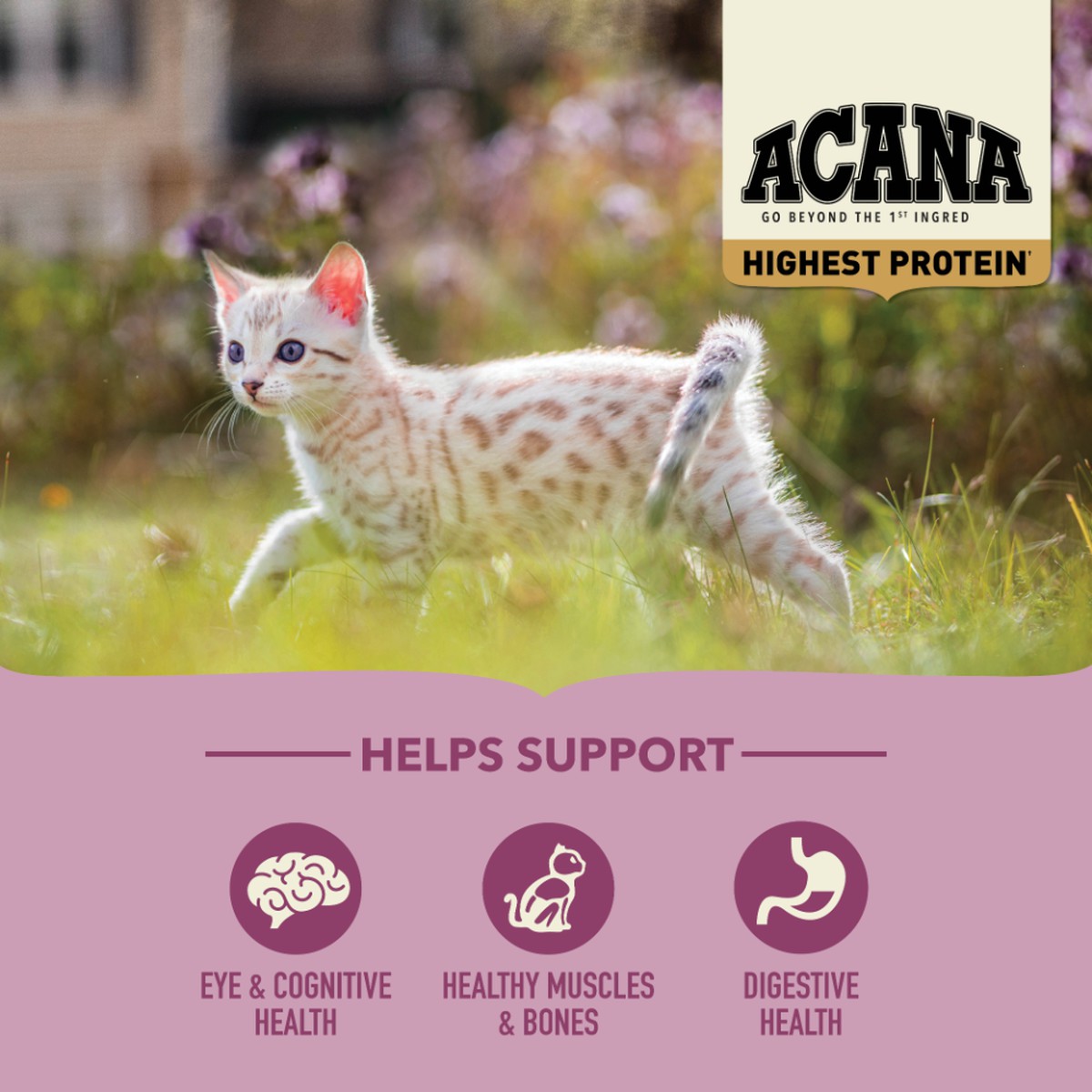 4lb Acana Highest Protein, Kitten Grain Free Dry Cat Food | 607495ATQ