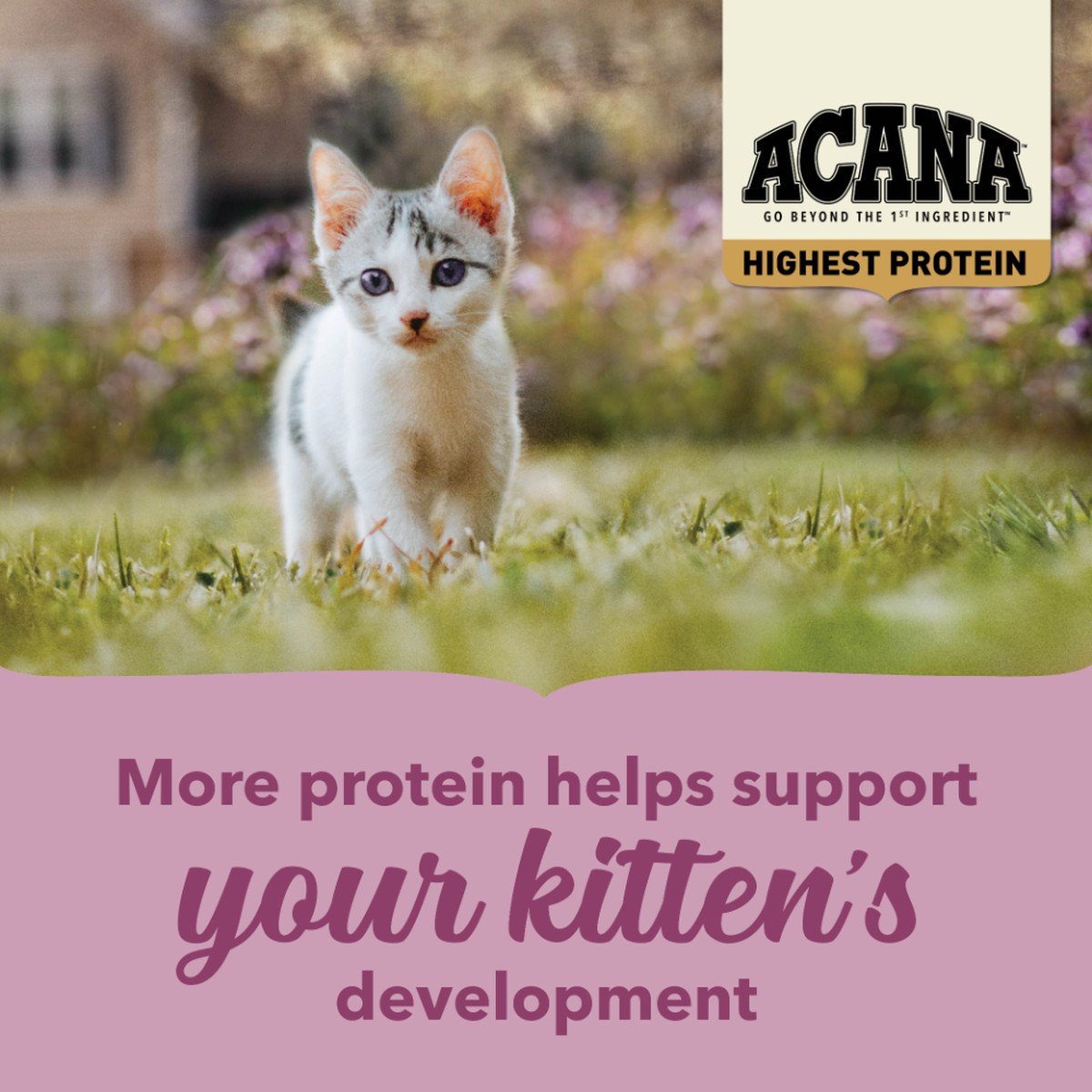 4lb Acana Highest Protein, Kitten Grain Free Dry Cat Food | 607495ATQ